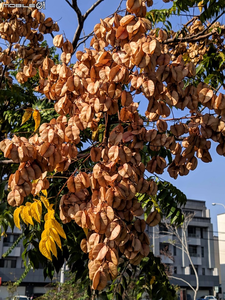 蝴蝶 台南市安南區歷史博物館 11/09