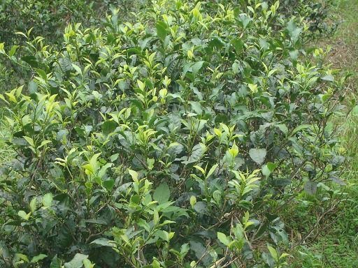 同樣是台茶18號