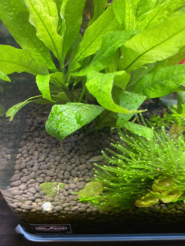 水草蝦缸求救