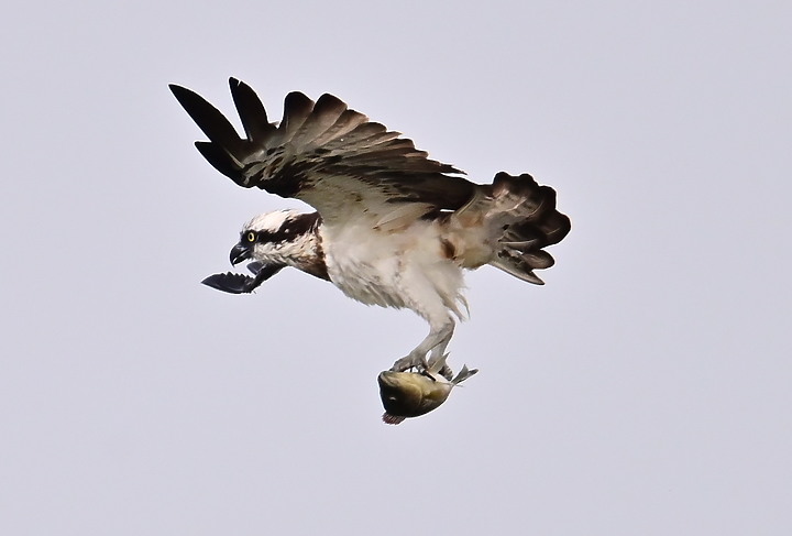 點我看大圖 Z50+600mm+1.4X遠距拍魚鷹,動態區域AF跟得上,但需高速記憶卡。