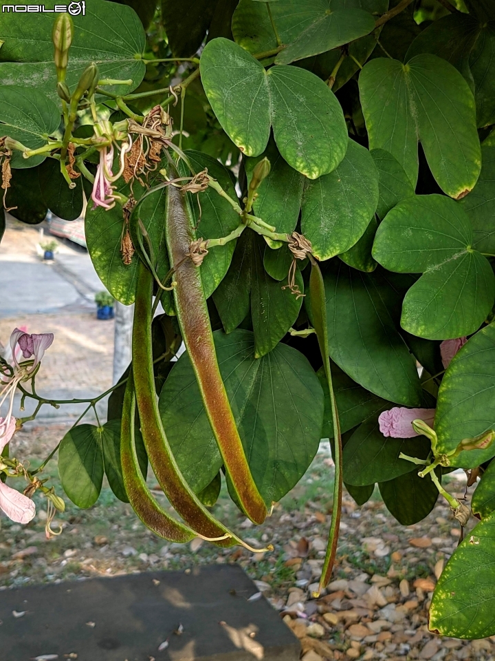 洋紫荊 高雄市橋頭區橋頭糖廠 11/01
