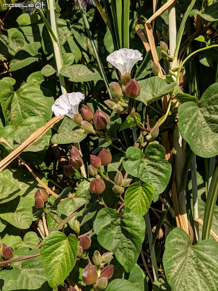 小花蔓澤蘭 台南市歸仁區台86旁便道 11/10