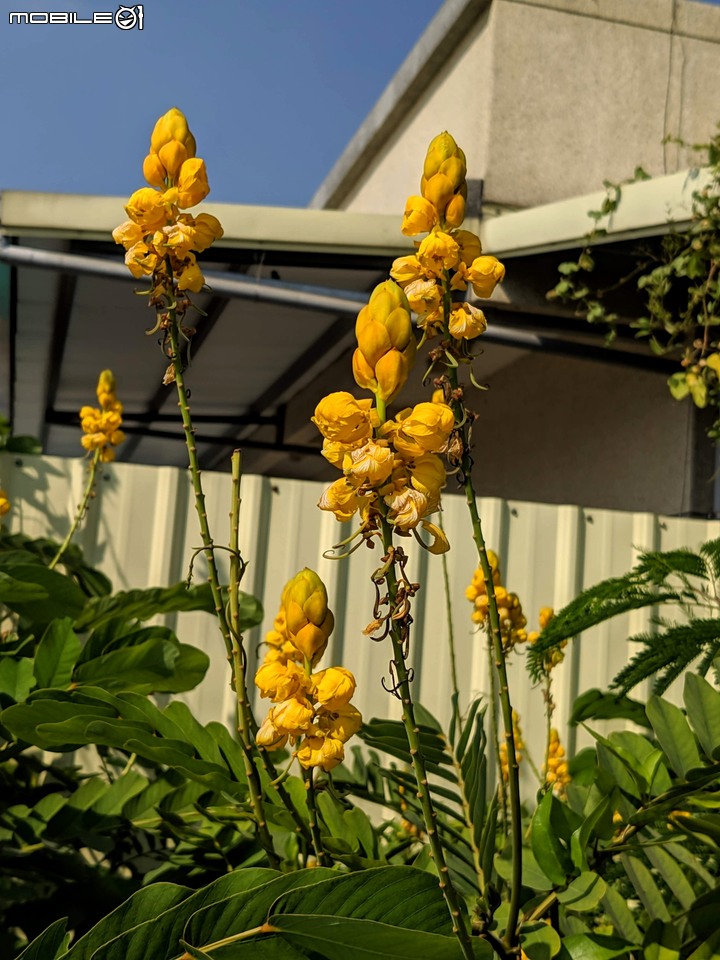 小花蔓澤蘭 台南市歸仁區台86旁便道 11/10