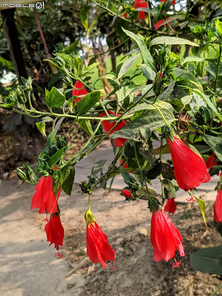波斯菊花海+毛茉莉 台南市後壁區南80鄉道 11/16