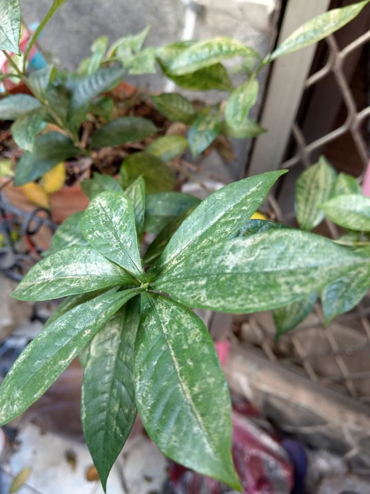 槴子花有救嗎?