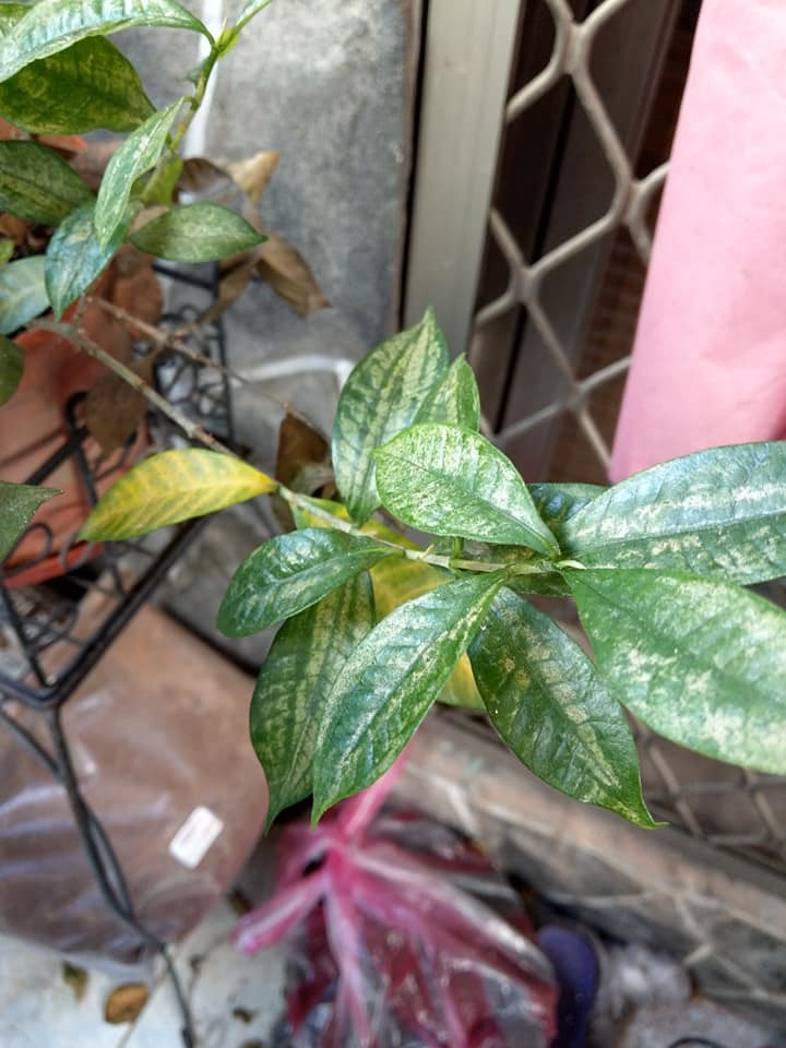 槴子花有救嗎?
