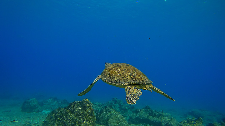 191110 上周末的小琉球潛水記錄.....