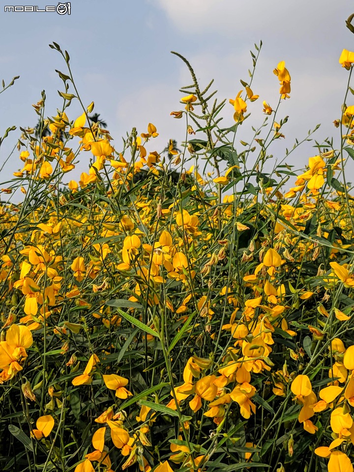 波斯菊花海+毛茉莉 台南市後壁區南80鄉道 11/16