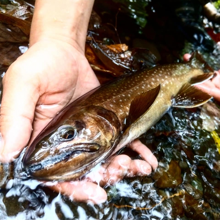 Fishing Traveler (環球釣者) - 感謝日本Huerco職業釣手帶釣 - 巨物狗鮭和粉紅鮭的逆襲、日本雨鱒、彩虹鱒爆釣！- Part 2