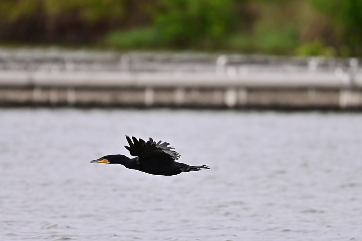 點我看大圖 Z50+600mm+1.4X遠距拍魚鷹,動態區域AF跟得上,但需高速記憶卡。