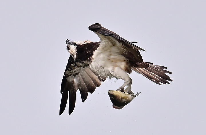 點我看大圖 Z50+600mm+1.4X遠距拍魚鷹,動態區域AF跟得上,但需高速記憶卡。