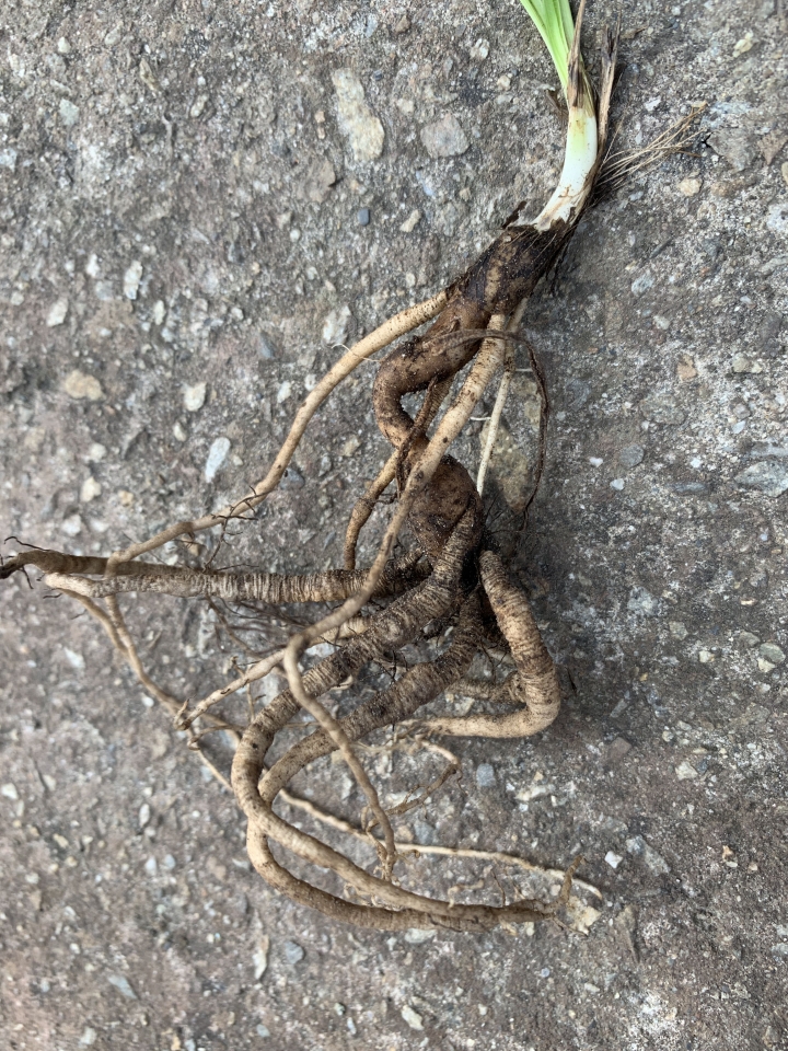 奇怪的草，有人看過嗎