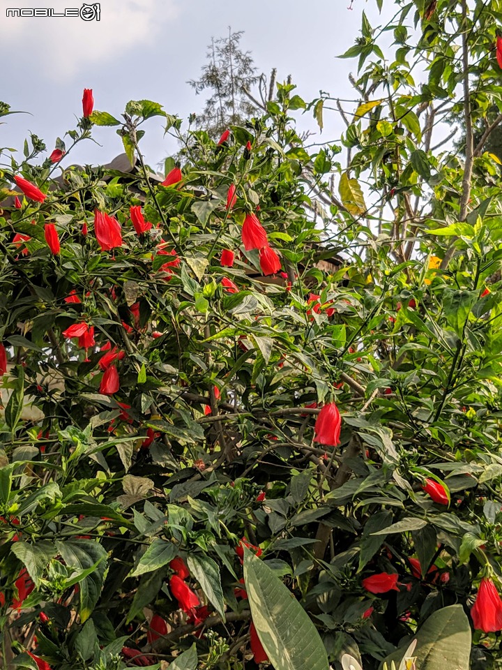波斯菊花海+毛茉莉 台南市後壁區南80鄉道 11/16