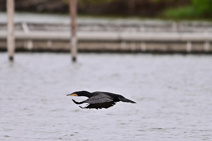 點我看大圖 Z50+600mm+1.4X遠距拍魚鷹,動態區域AF跟得上,但需高速記憶卡。