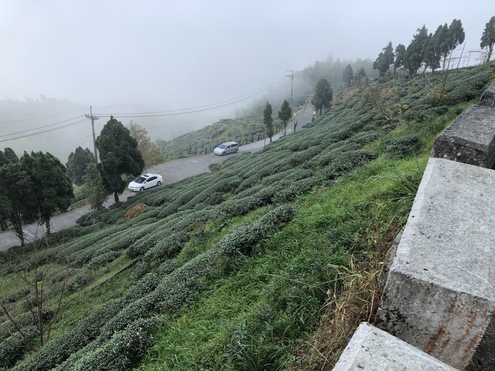 鹿谷大崙山觀景區散步遊