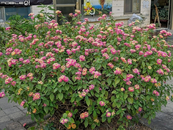 洋紫荊 高雄市橋頭區橋頭糖廠 11/01