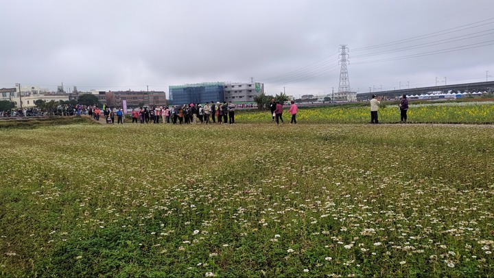 [樂山童盟] [桃園楊梅] 2019桃園仙草花節~紫色地毯閃亮你的眼