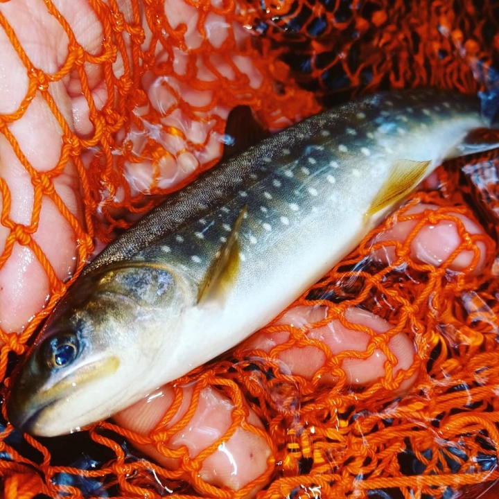 Fishing Traveler (環球釣者) - 感謝日本Huerco職業釣手帶釣 - 巨物狗鮭和粉紅鮭的逆襲、日本雨鱒、彩虹鱒爆釣！- Part 2