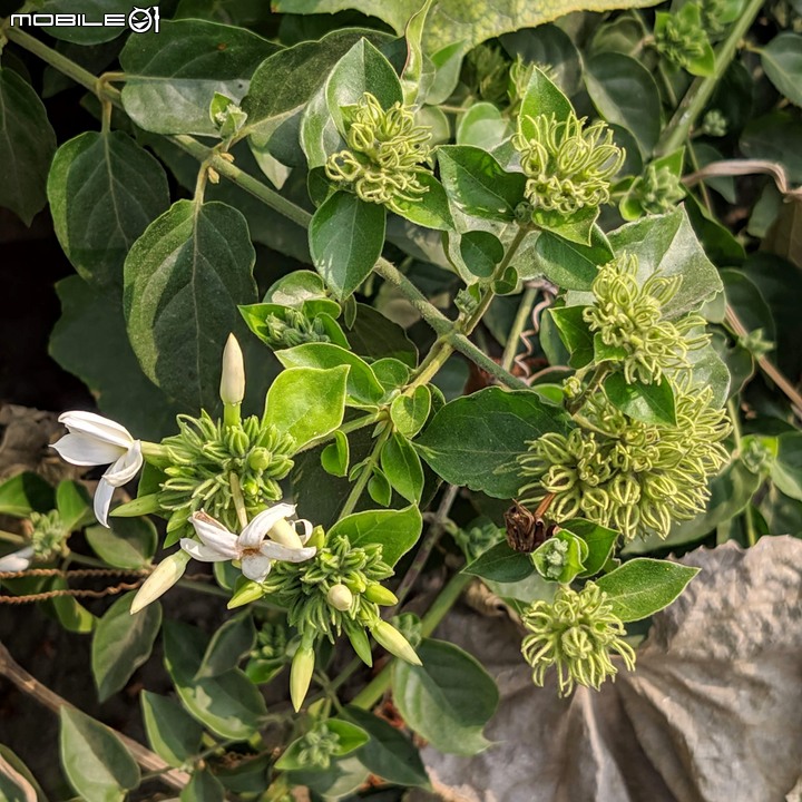 波斯菊花海+毛茉莉 台南市後壁區南80鄉道 11/16