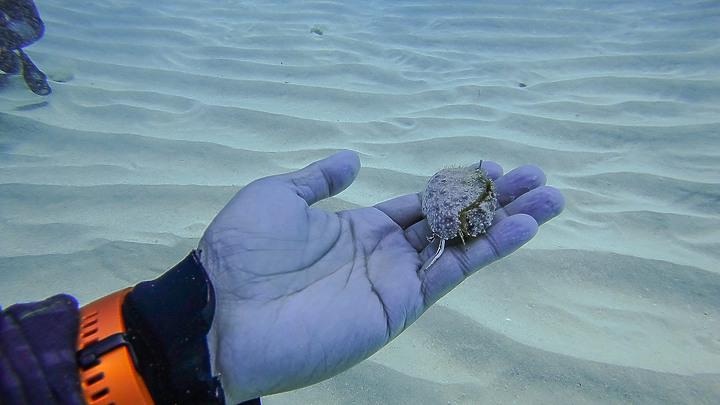 191110 上周末的小琉球潛水記錄.....