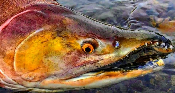Fishing Traveler (環球釣者) - 感謝日本Huerco職業釣手帶釣 - 巨物狗鮭和粉紅鮭的逆襲、日本雨鱒、彩虹鱒爆釣！- Part 2