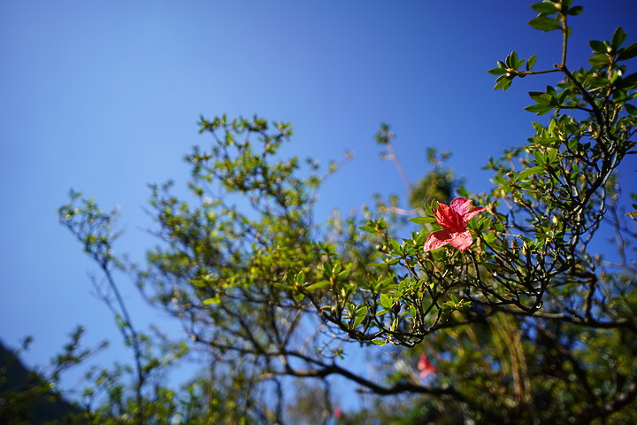 Samyang AF 18mm F2.8 FE 超廣角評測|輕巧鏡身 親民價格!