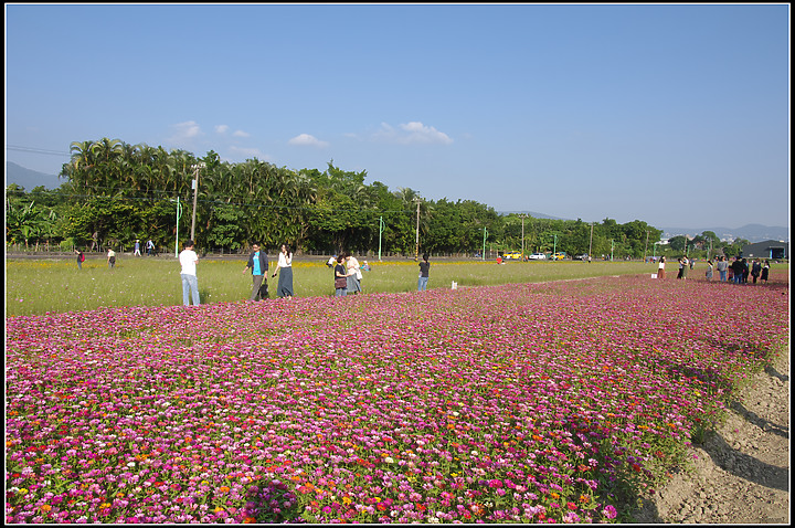 關渡花海