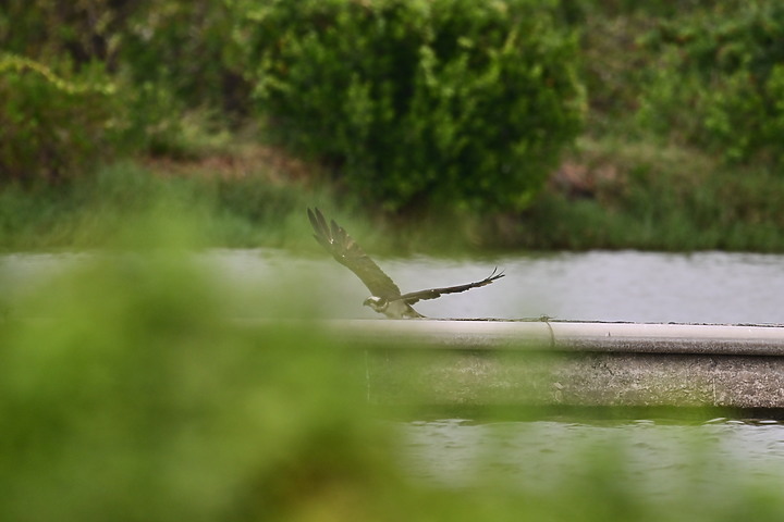 點我看大圖 Z50+600mm+1.4X遠距拍魚鷹,動態區域AF跟得上,但需高速記憶卡。