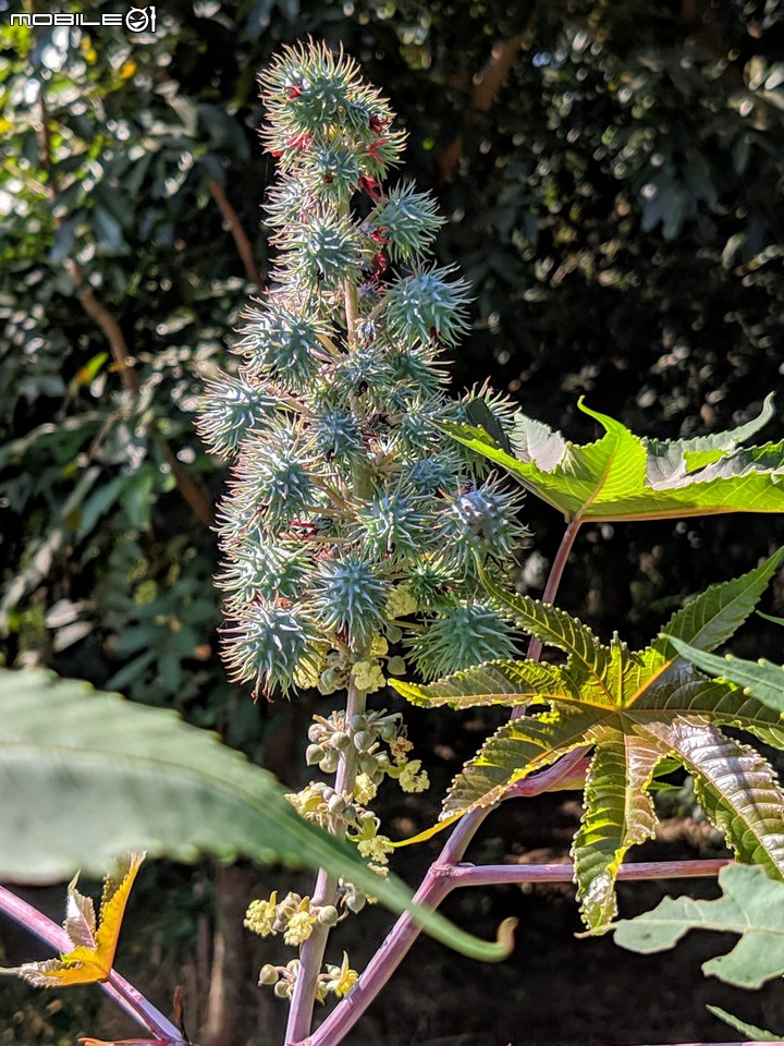 小花蔓澤蘭 台南市歸仁區台86旁便道 11/10
