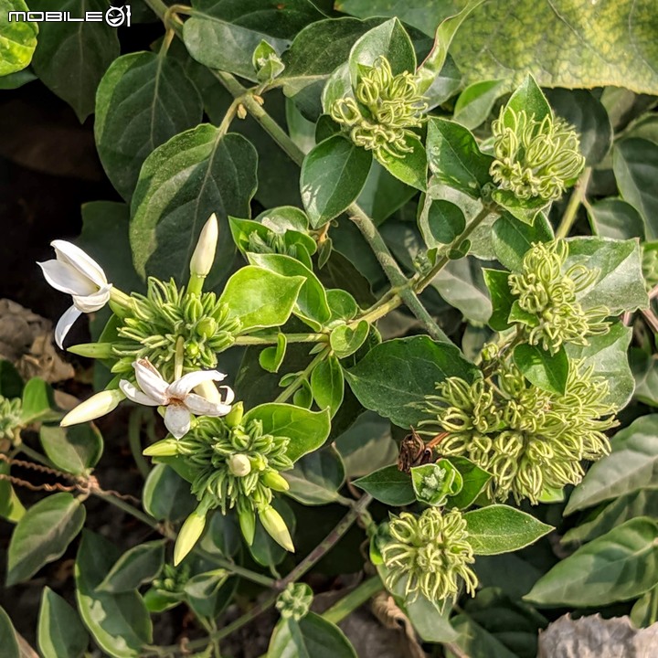 波斯菊花海+毛茉莉 台南市後壁區南80鄉道 11/16