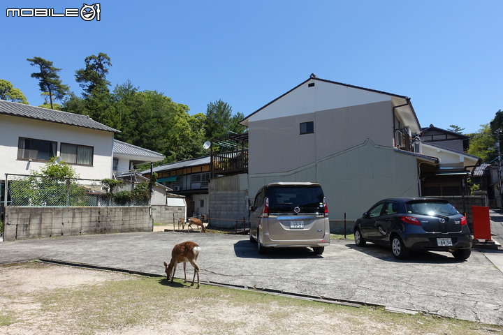 宮島就是要上弥山(彌山)