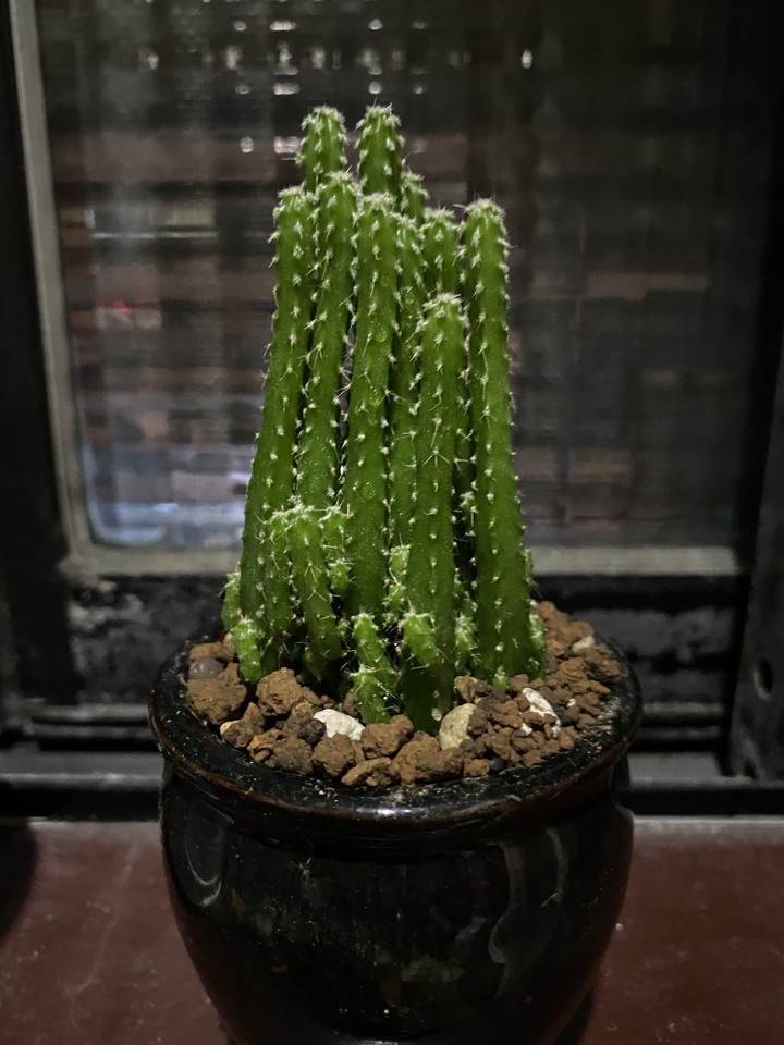 植物送養