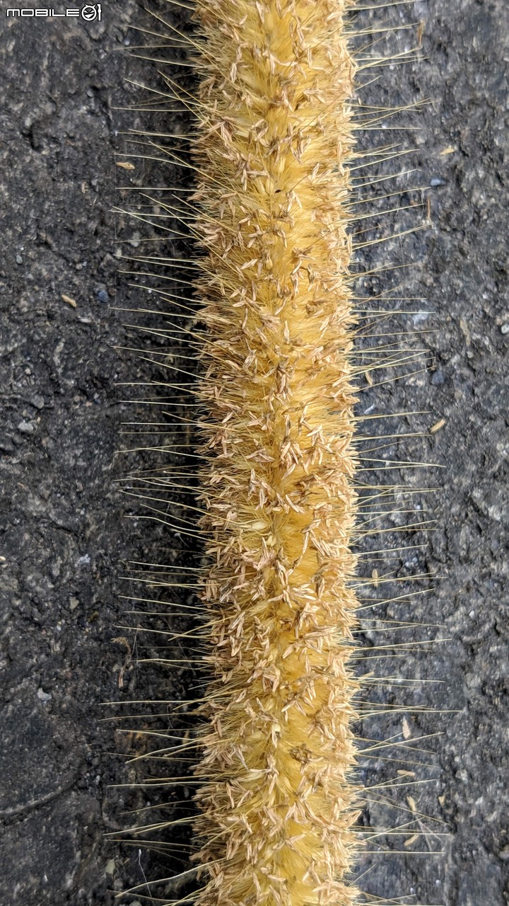 小花蔓澤蘭 台南市歸仁區台86旁便道 11/10