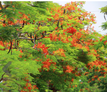 火紅盛宴-鳳凰花隧道