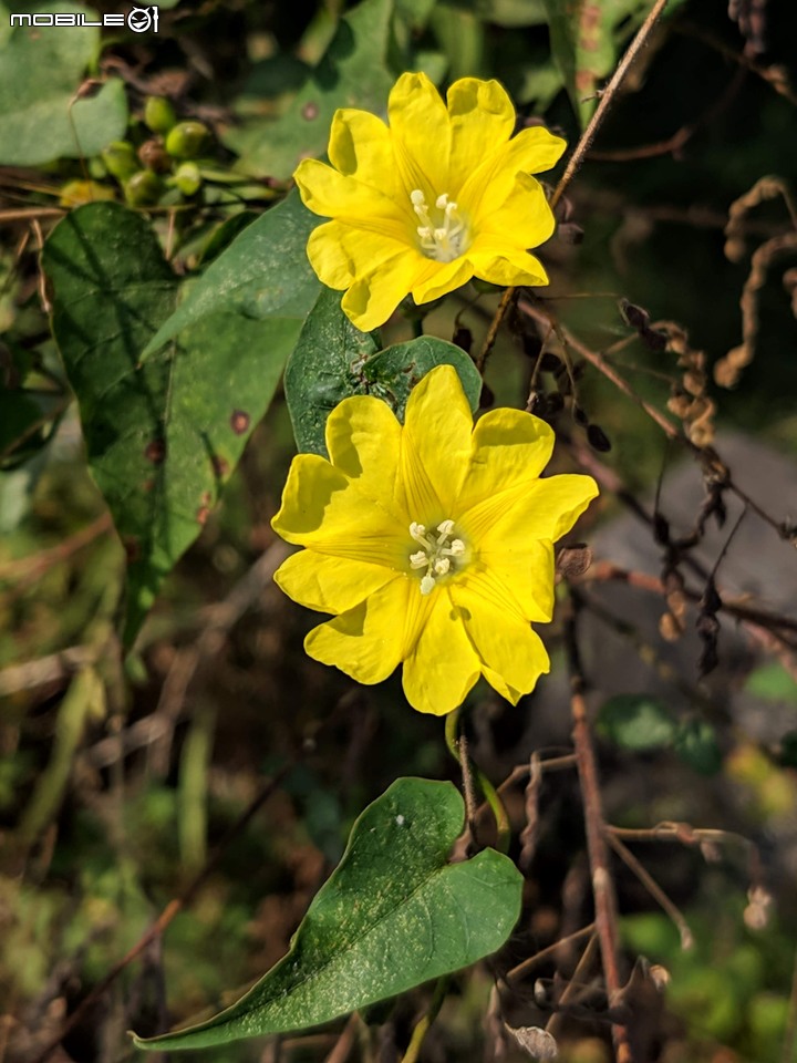 小花蔓澤蘭 台南市歸仁區台86旁便道 11/10