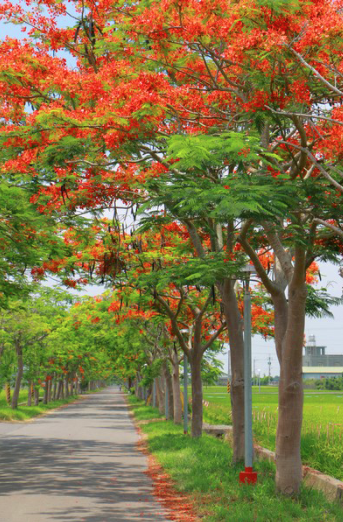 火紅盛宴-鳳凰花隧道