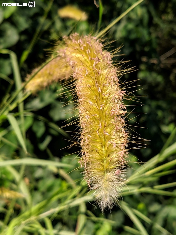 小花蔓澤蘭 台南市歸仁區台86旁便道 11/10