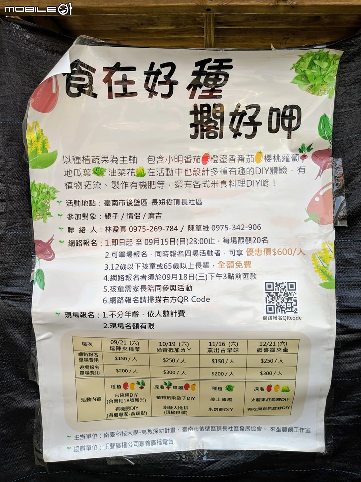 波斯菊花海+毛茉莉 台南市後壁區南80鄉道 11/16