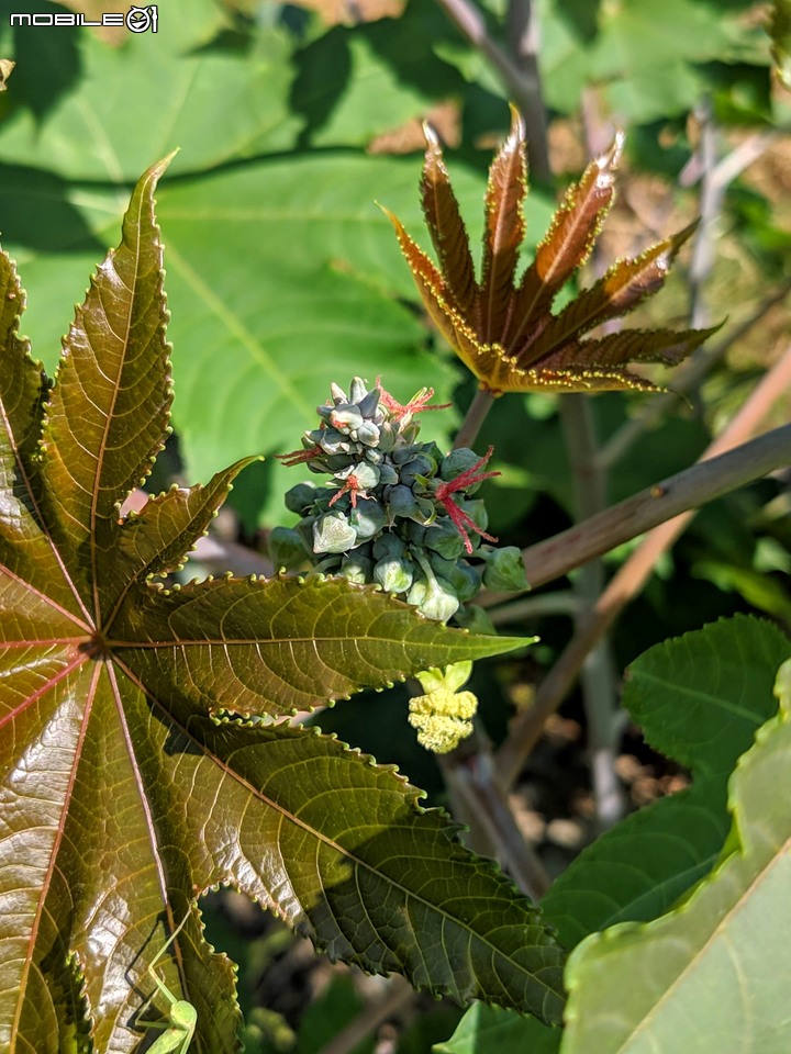 小花蔓澤蘭 台南市歸仁區台86旁便道 11/10