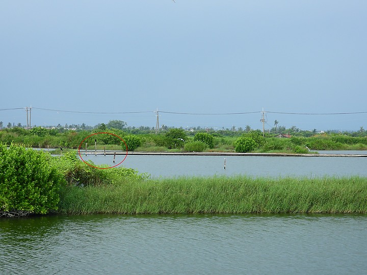 點我看大圖 Z50+600mm+1.4X遠距拍魚鷹,動態區域AF跟得上,但需高速記憶卡。