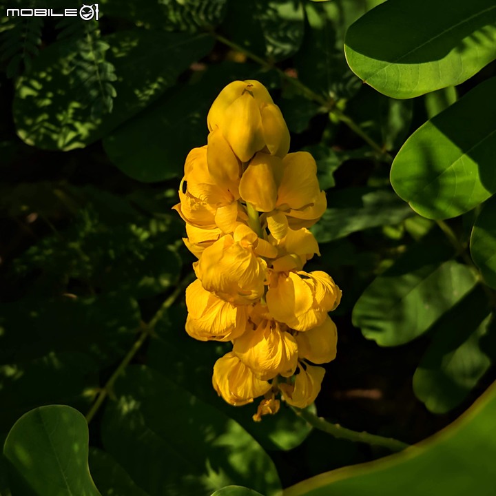 小花蔓澤蘭 台南市歸仁區台86旁便道 11/10