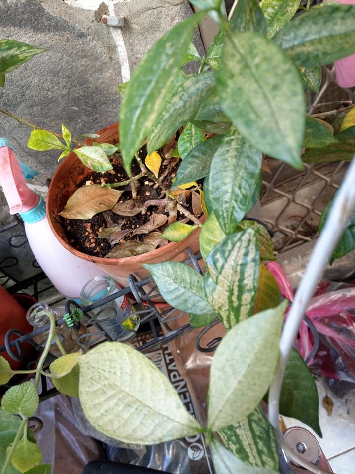 槴子花有救嗎?