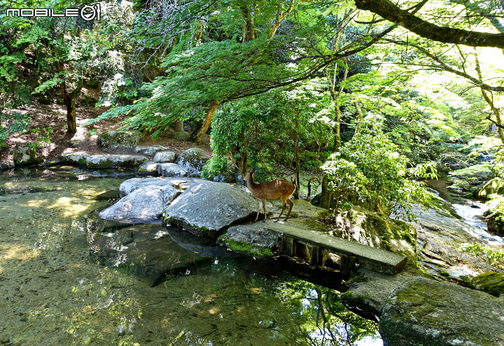 宮島就是要上弥山(彌山)