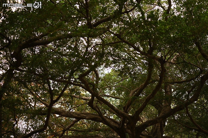 登上畫質頂峰!Nikon 58mm f/0.95 S Noct - 我們見過有史以來最銳利的超大光圈鏡頭