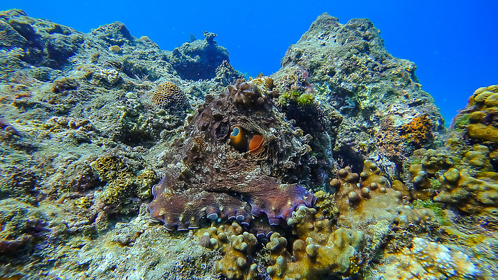 191110 上周末的小琉球潛水記錄.....