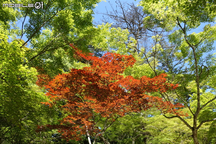 宮島就是要上弥山(彌山)