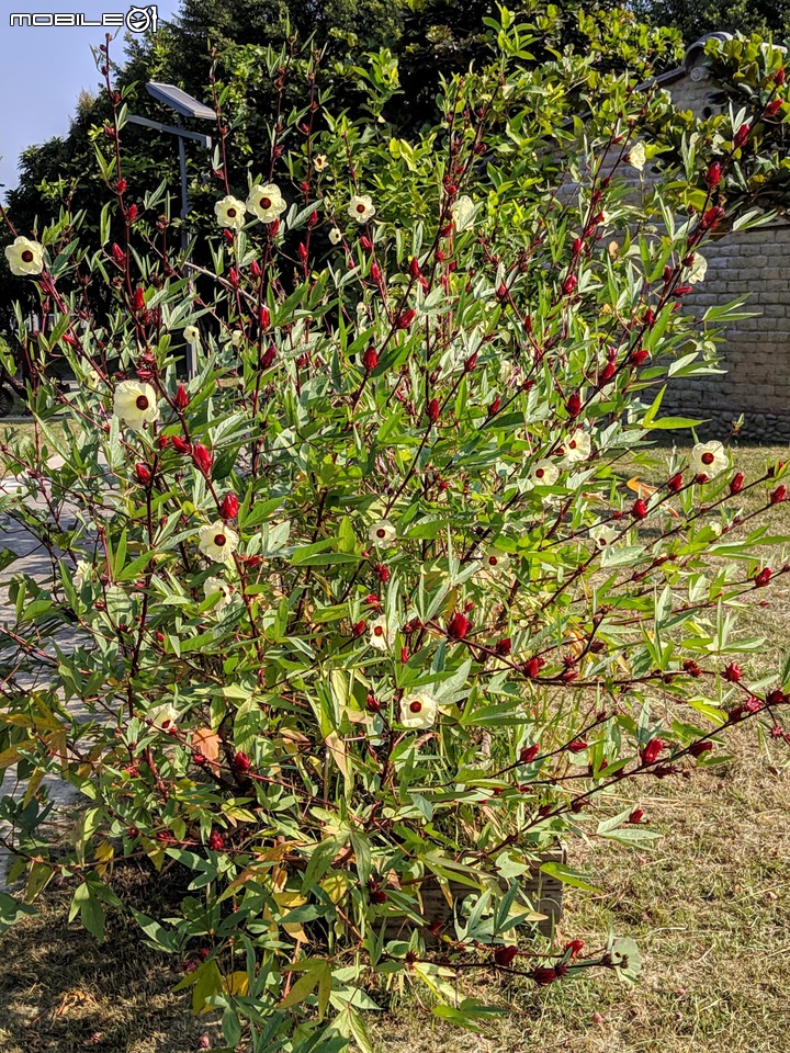 蝴蝶 台南市安南區歷史博物館 11/09