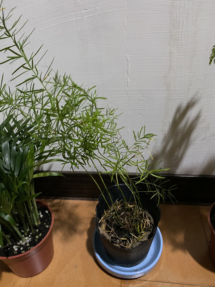 植物送養
