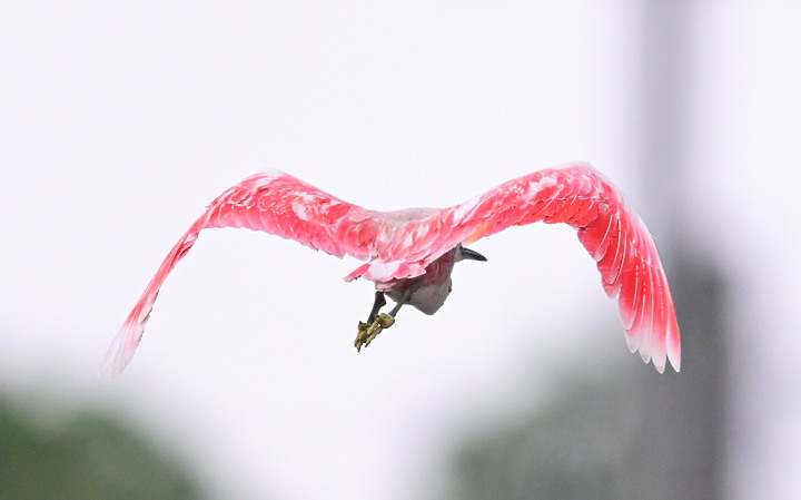 Z7+600+1.4X如願拍到夢眜以求的小紅鷺，它真是美！