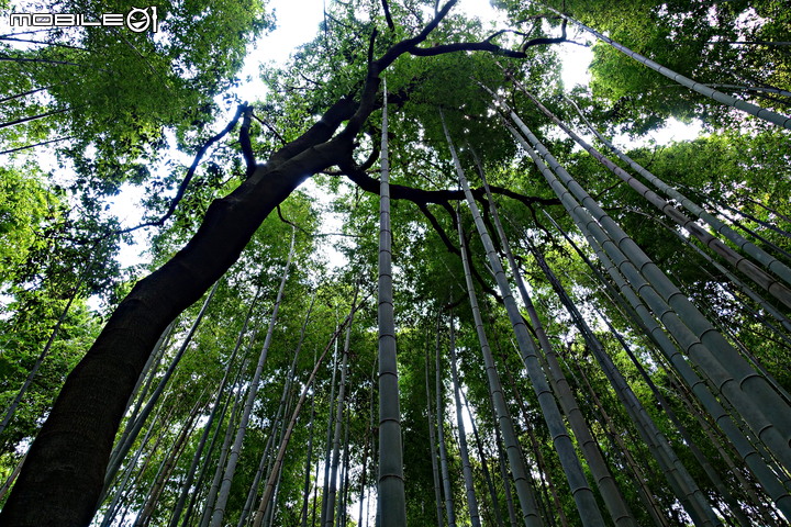點我看大圖 京都嵐山公園